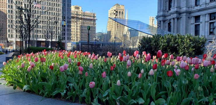 City-Hall-Spring